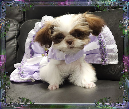 Tiny little female chinese imperial shih tzu puppies for sale teacup